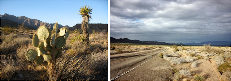 Die Mojave-Wüste (Foto links: © Jon Sullivan, (CC BY-NC 2.0) via Flickr.com, Foto rechts: © Michael Dorausch (CC BY-SA 2.0) via Flickr.com) <p>Die Mojave-Wüste (Foto links: © <a href="https://www.flickr.com/photos/mollivan_jon/" target="_blank">Jon Sullivan</a>, (<a href="https://creativecommons.org/licenses/by-nc/2.0/" target="_blank">CC BY-NC 2.0</a>) via Flickr.com, Foto rechts: © <a href="https://www.flickr.com/photos/chiropractic/" target="_blank">Michael Dorausch</a> (<a href="https://creativecommons.org/licenses/by-sa/2.0/" target="_blank">CC BY-SA 2.0</a>) via Flickr.com)</p><br/>