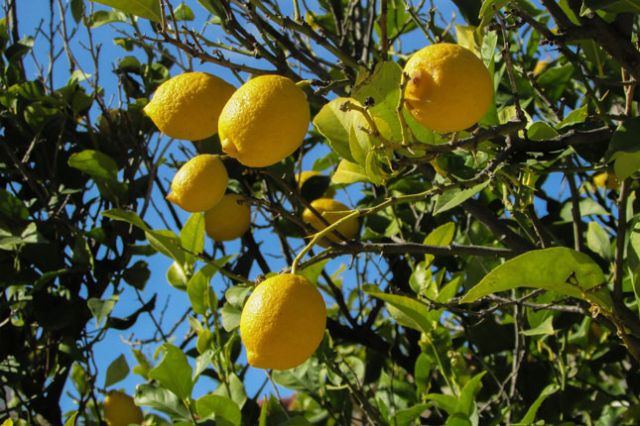 Luca Ventura verrät sein Limoncello-Rezept