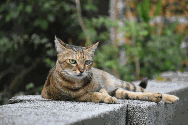 Internationaler Katzentag