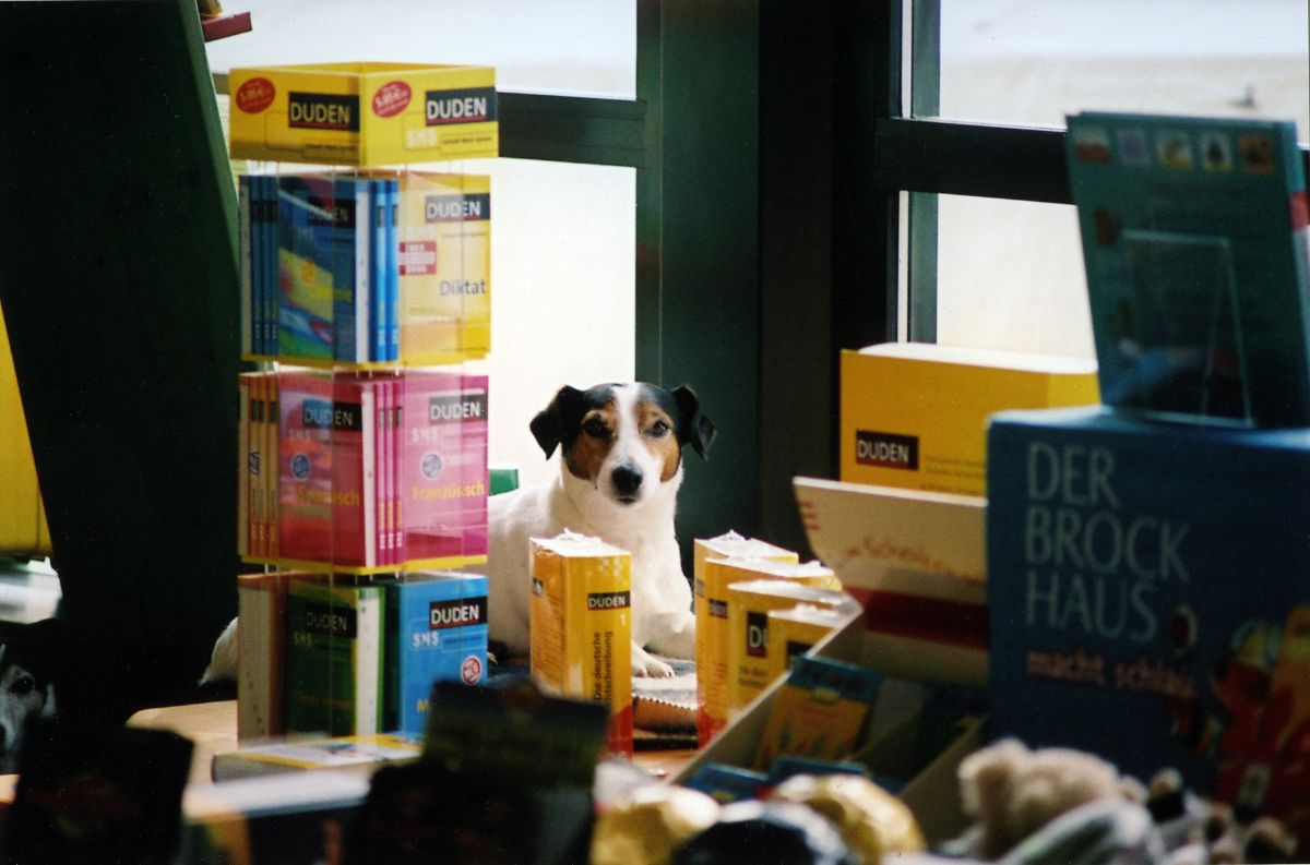 Buchhandelshund Miss Sophie aus der Buchhandlung Welte in Hechingen ©Teresa Welte